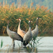 cranes(grus grus)