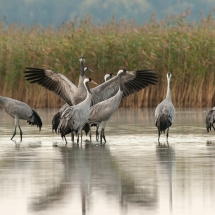 A group of cranes (Grus Grus) in the morning standing in the lake