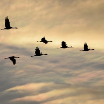 Sandhill Cranes in Flight in Front of Iridescent Clouds